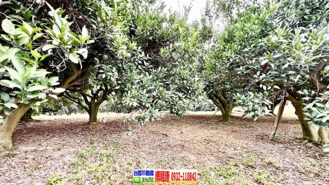 新竹峨眉農地-11