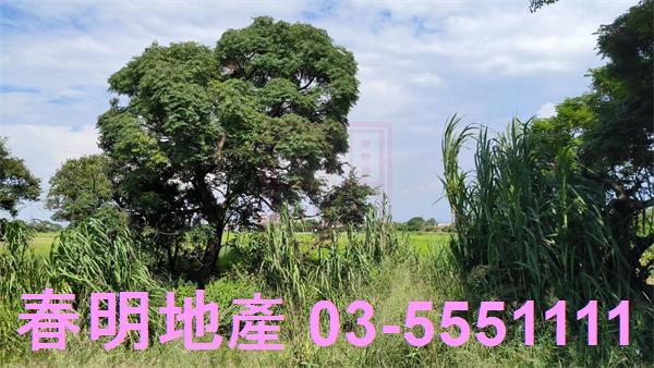 新豐農地-2