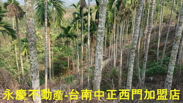 台南白河林地-11
