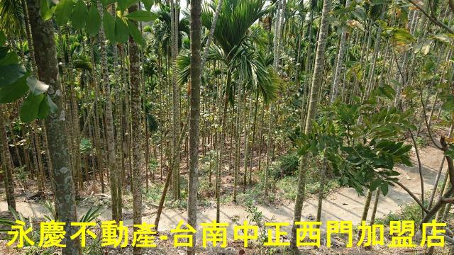 台南白河林地-13