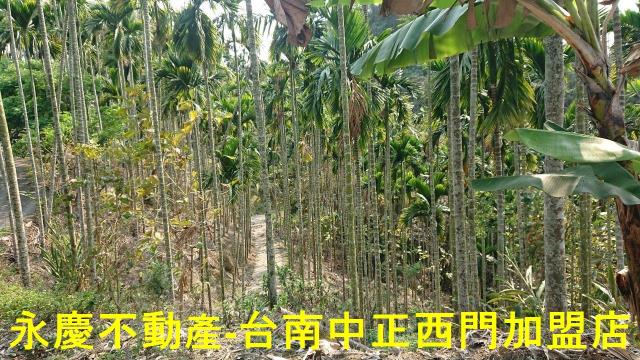 台南白河林地-5