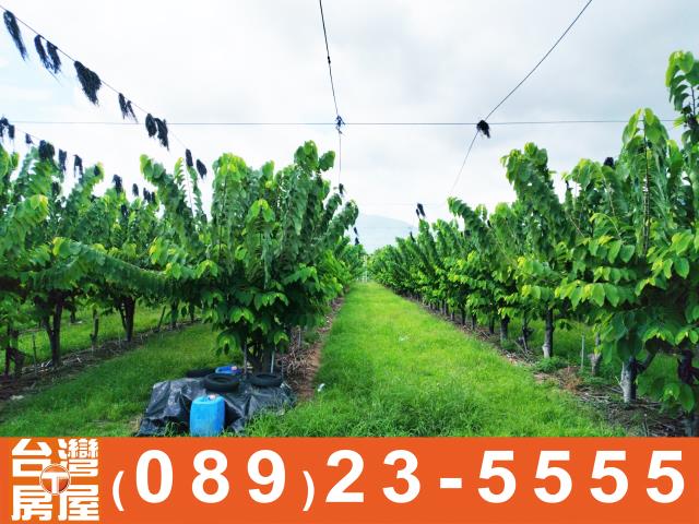 台東農地-8