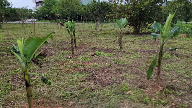 台中豐原農地-3