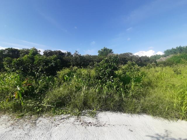 左鎮農地-2