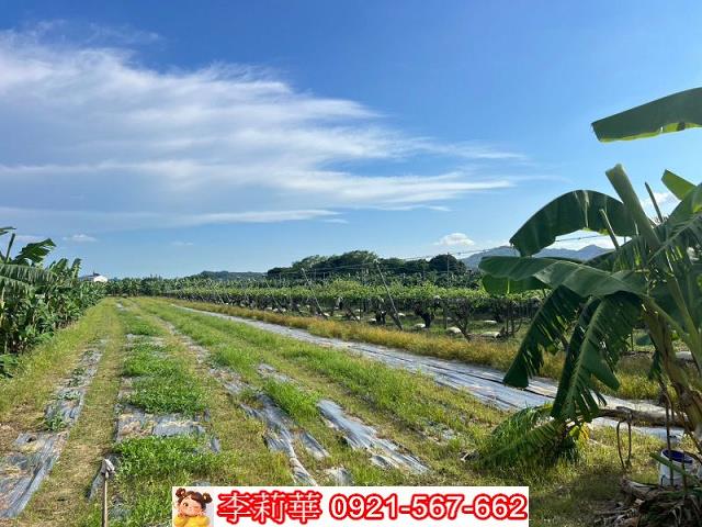 玉井農地-8