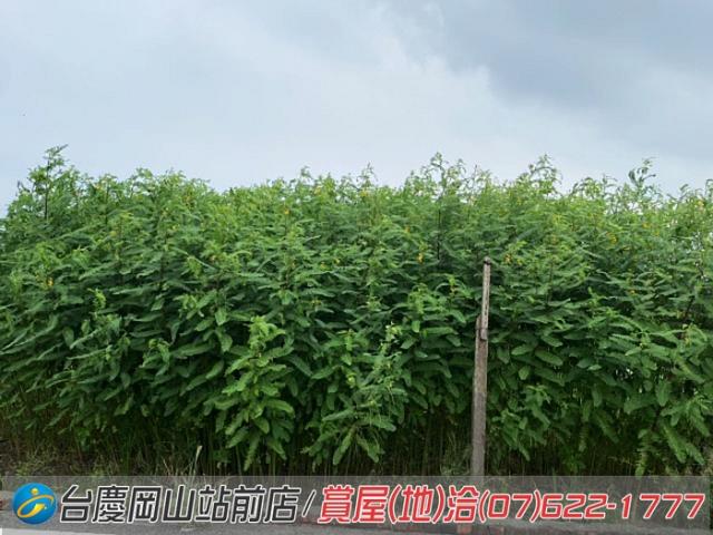 高雄橋頭農地-8