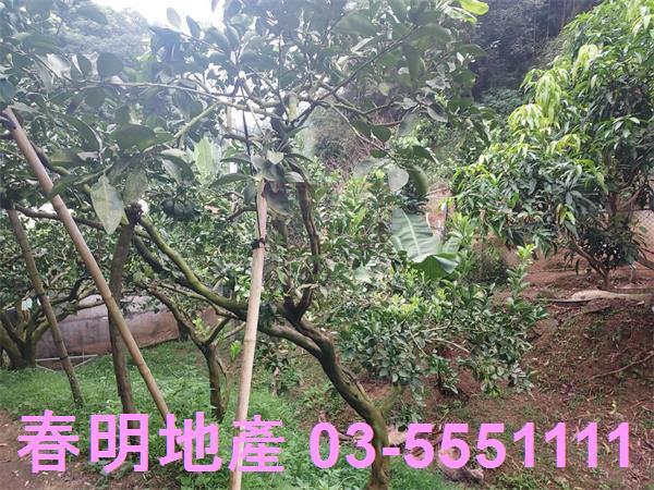 新竹芎林農地-6