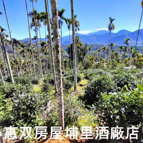 魚池農地-11