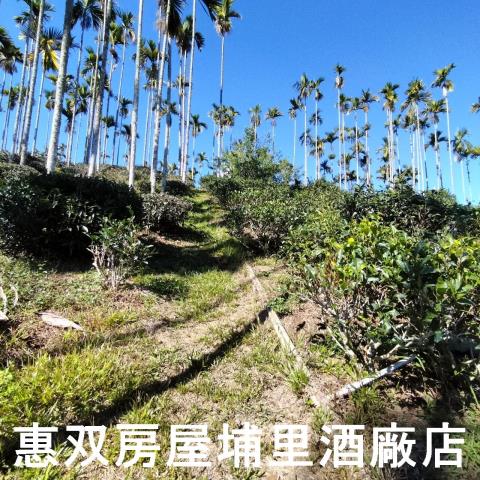 魚池農地-6