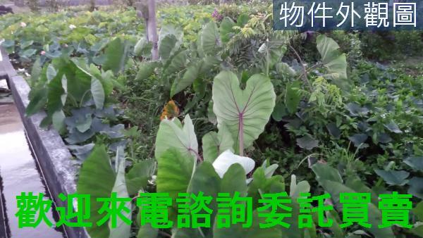 新北農地-4