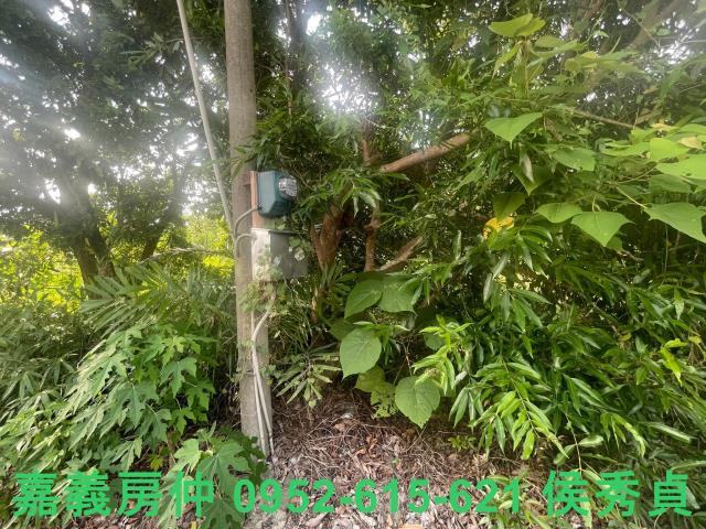 竹崎農地-3
