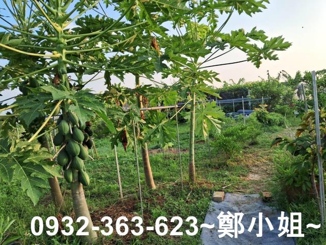 新屋農地-13