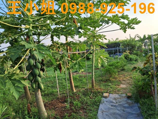 桃園農地-5