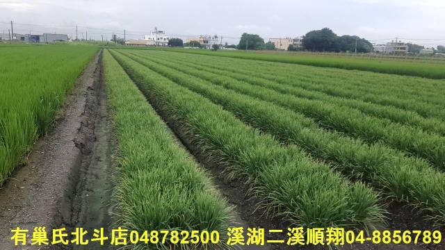 彰化埤頭農地-1