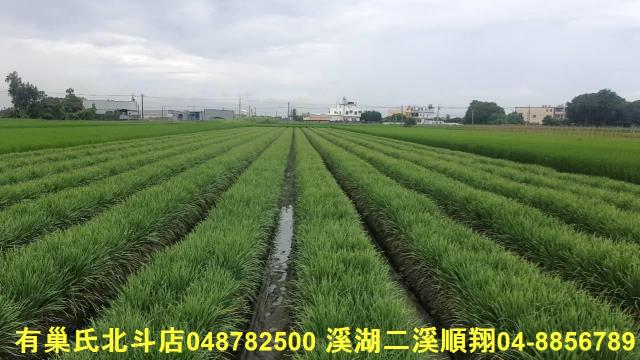 彰化埤頭農地-4