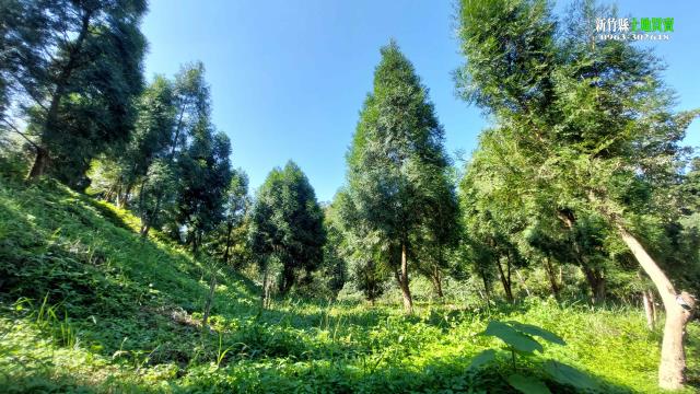 新竹北埔農地-10