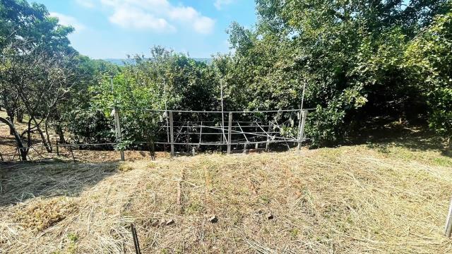新埔農地-3