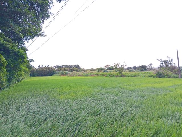 新屋農地-5