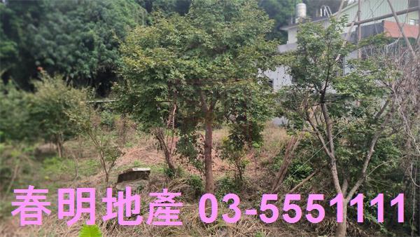 新竹關西建地-10
