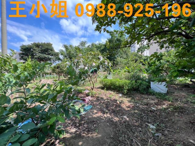 桃園桃園區農地-11