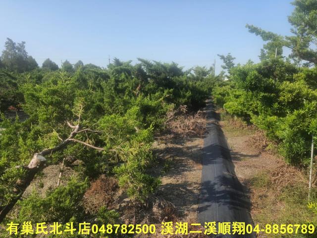 彰化溪州農地-5