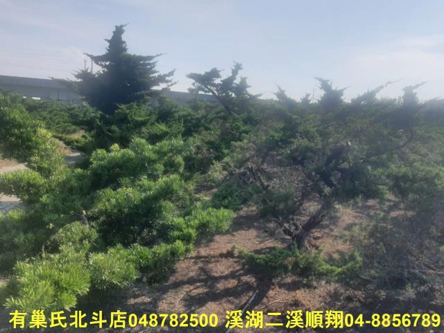 彰化溪州農地-7