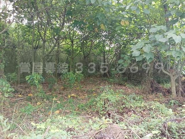 台南楠西農地-1