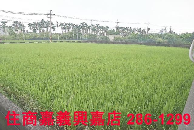 大林農地-2