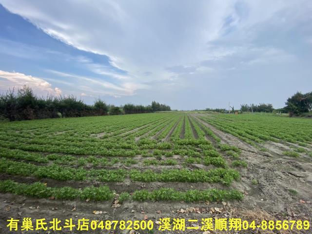 大城農地-2