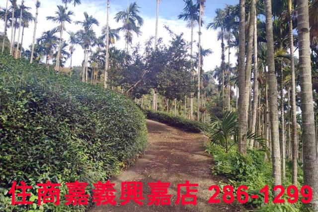 嘉義農地-2