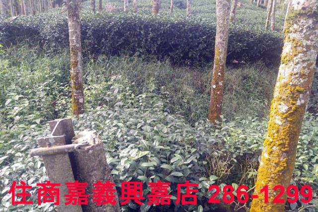 嘉義農地-4