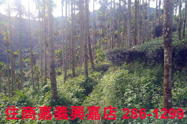 嘉義農地-5