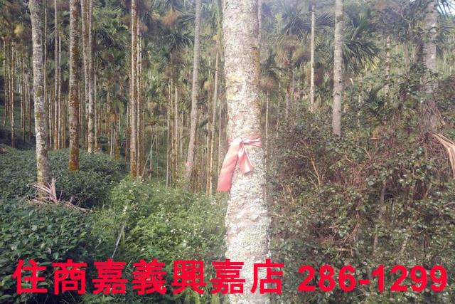 嘉義農地-6