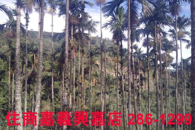 嘉義農地-7