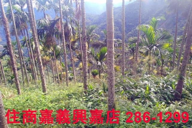 嘉義農地-8