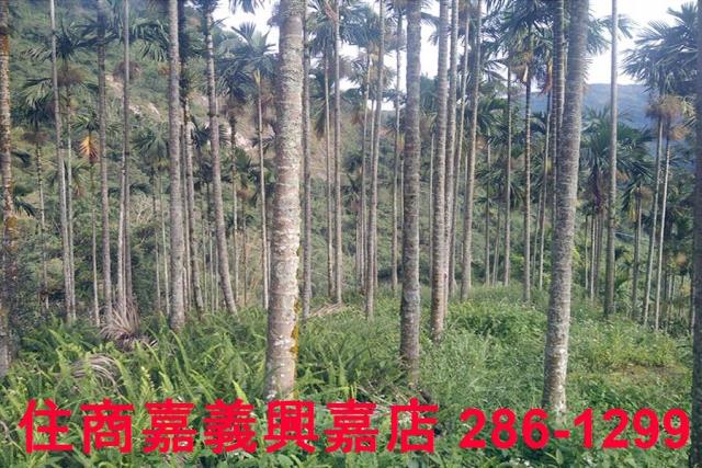 嘉義農地-9