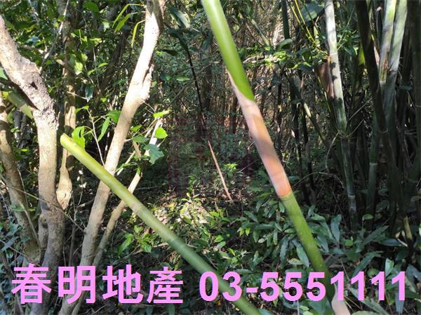 新竹關西農地-7