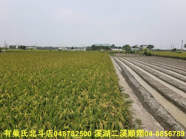 埤頭農地-4