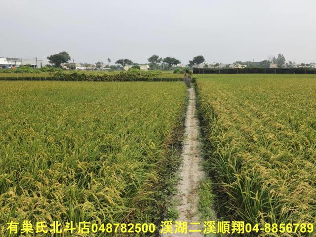 埤頭農地-5