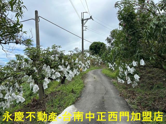 玉井農地-11