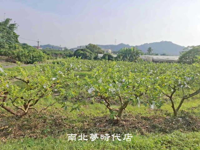 楠西農地-5