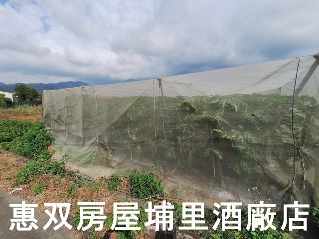 南投埔里農地-1