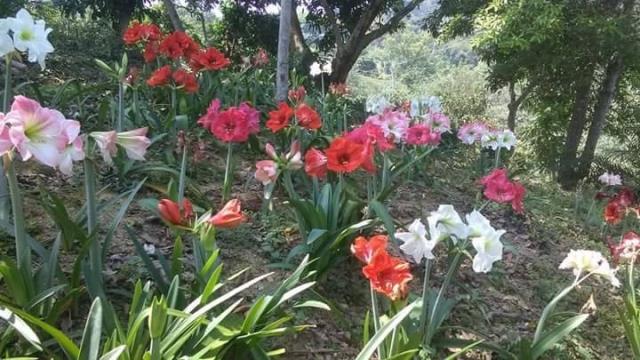 太平山坡地-12