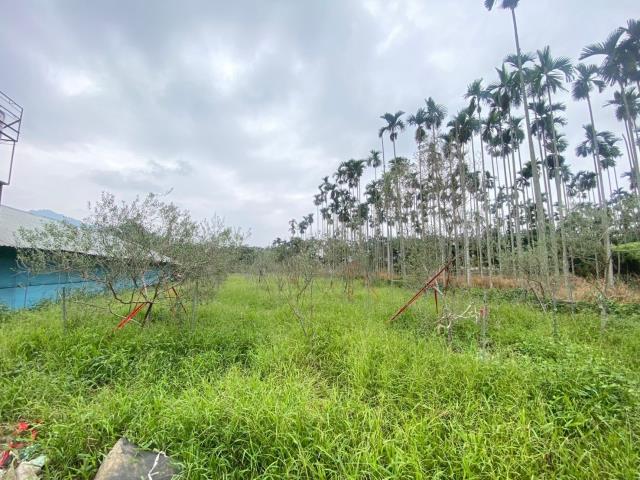 南投集集農地-5