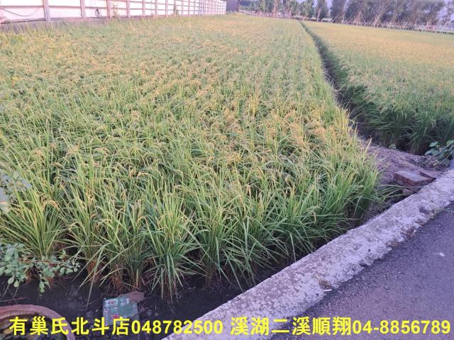 彰化田尾農地-1