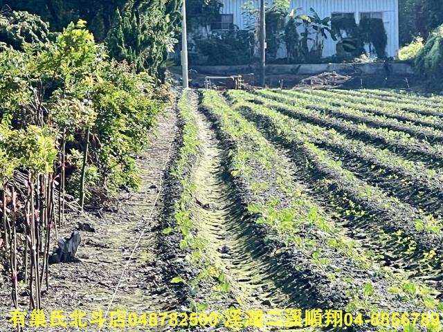 彰化溪州農地-5