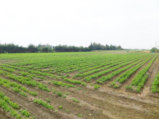 大城農地-11