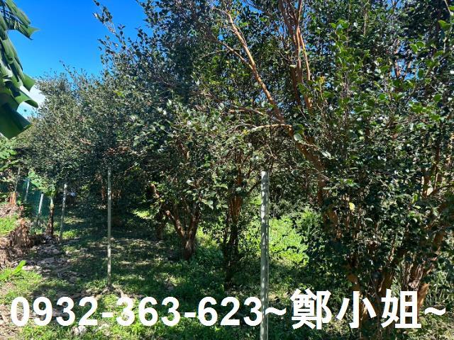 桃園農地-3