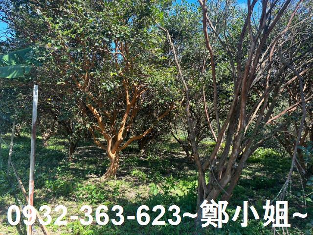 桃園農地-5