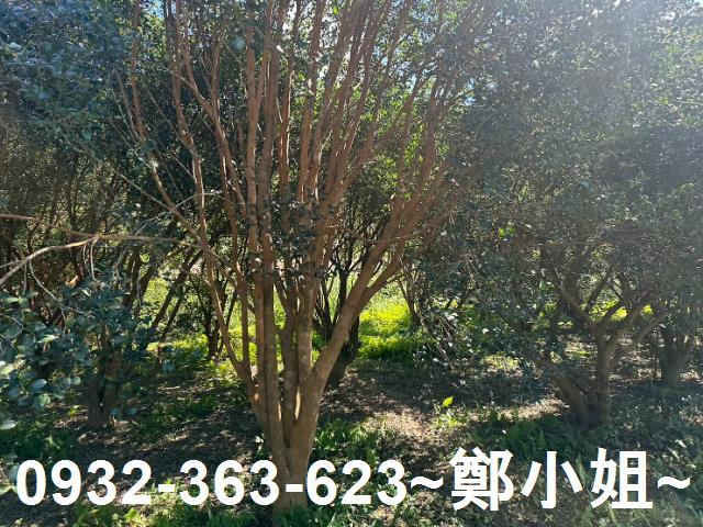 桃園農地-6